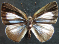 Philiris ziska - Adult